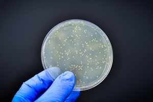 A look at fungal contamination testing of cleanroom insulation