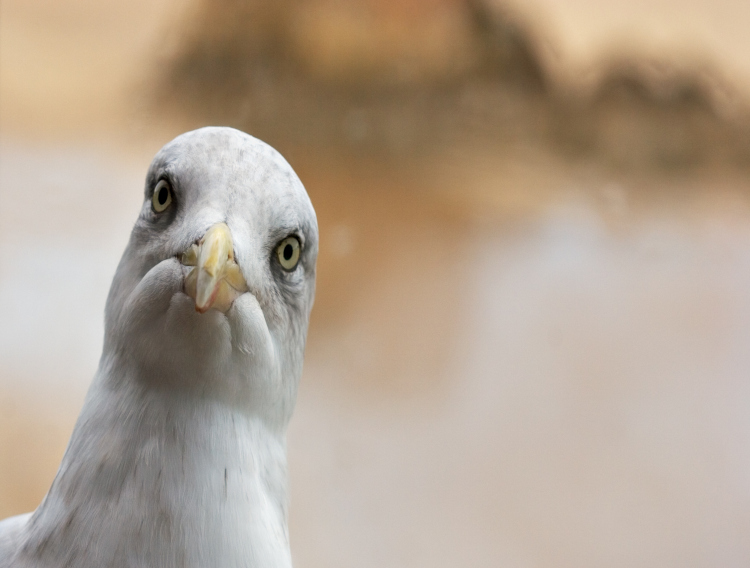 A tale of containment and seagulls at Royal Devon and Exeter Hospital