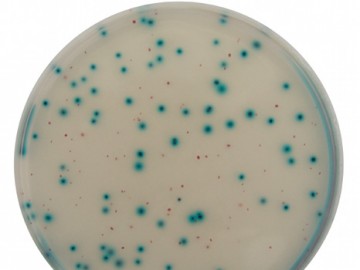 AES-Chemunex achieves simultaneous enumeration of E.Coli and Enterobacteriaceae