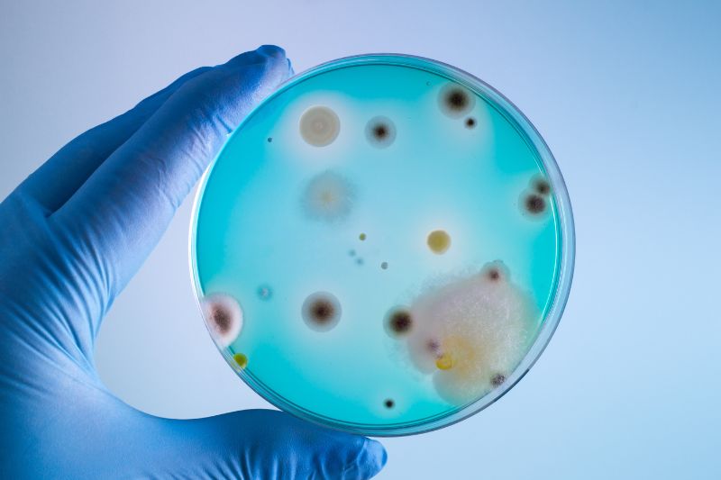 Agar plate desiccation: Causes, consequences, and practical solutions