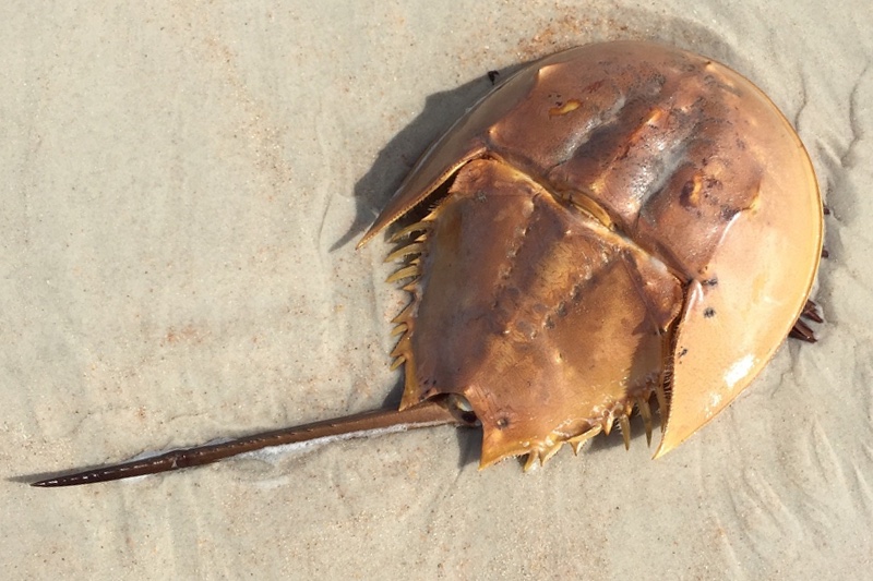 Alpha Laboratories adds non-animal-derived endotoxin detector to range