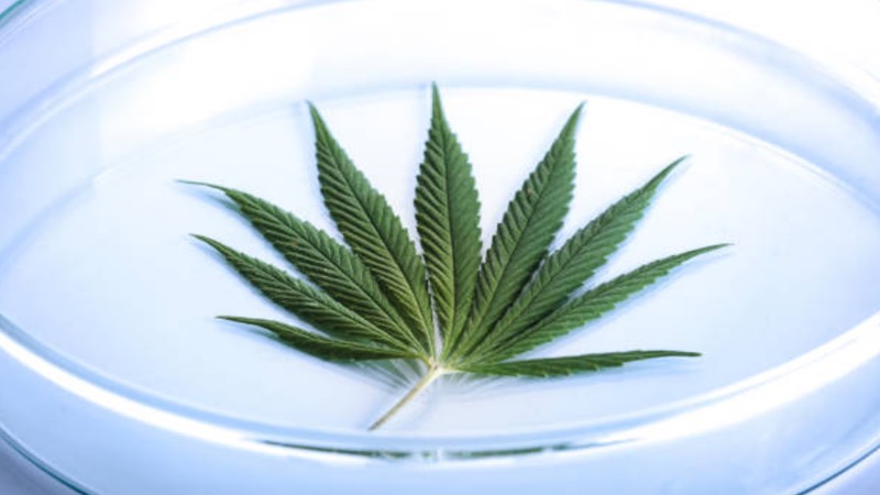 Cannabis testing lab adopts DNA-based microbial detection technique 