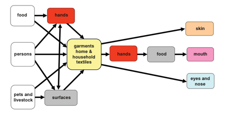 Figure 1: Scheme showing the transmission routes of germs via hands and textiles (after Bloomfield, 2011)<br>©Hohenstein Institute