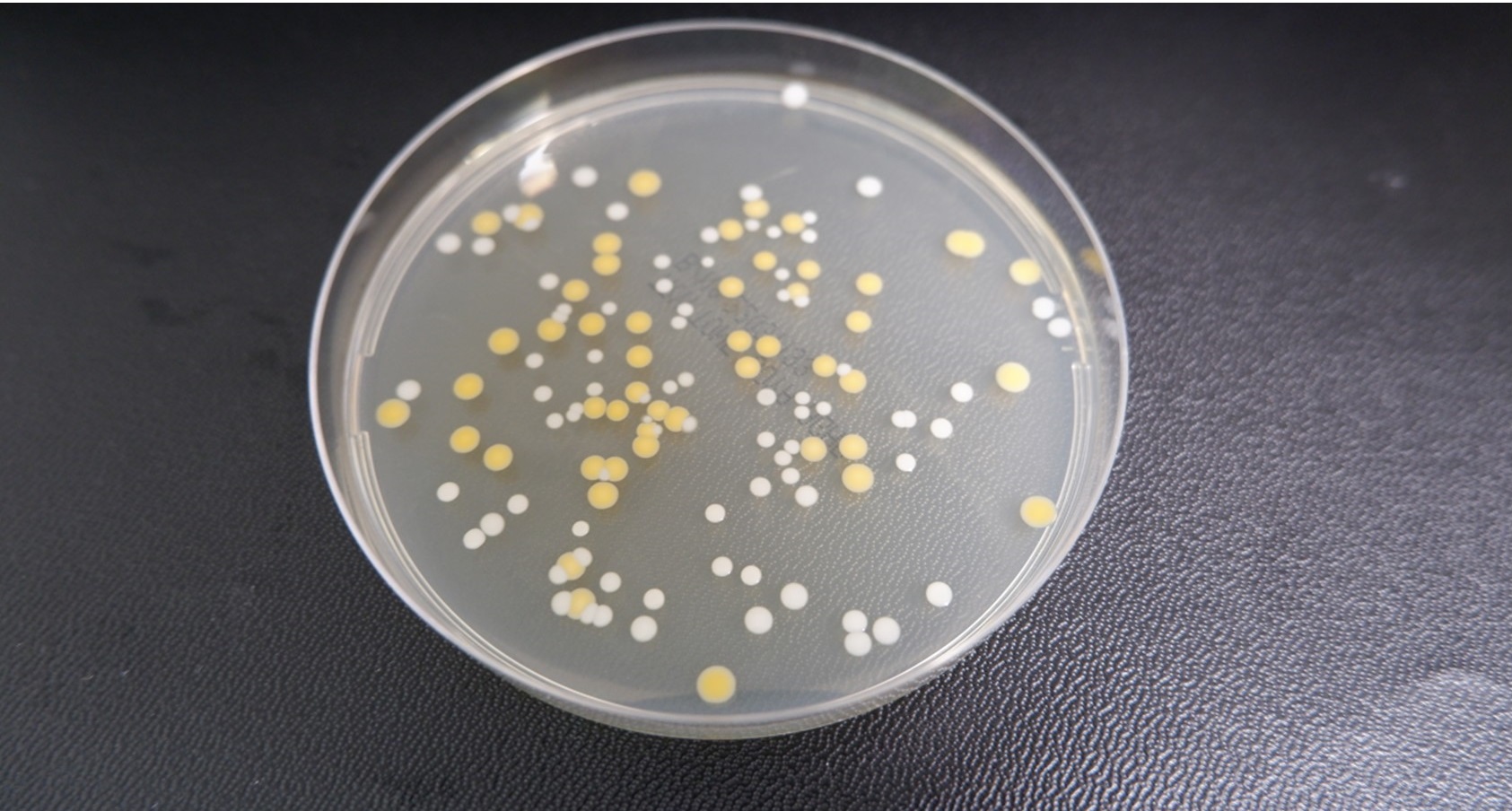 Figure 1: Incubating plates - staph epidermidis and aureus