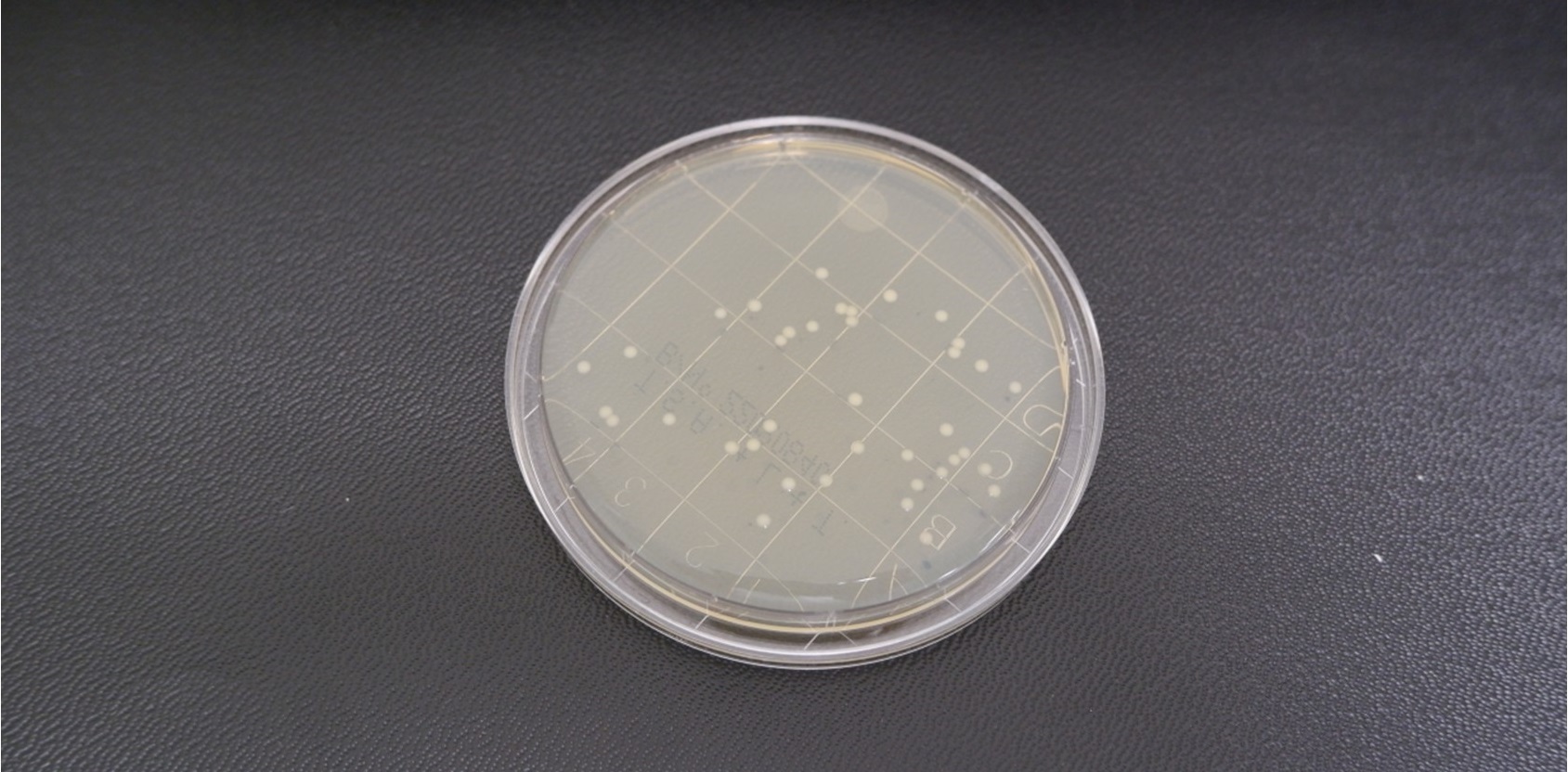 Figure 2a - Incubating plates - staph aureus TSA L + T 24hour