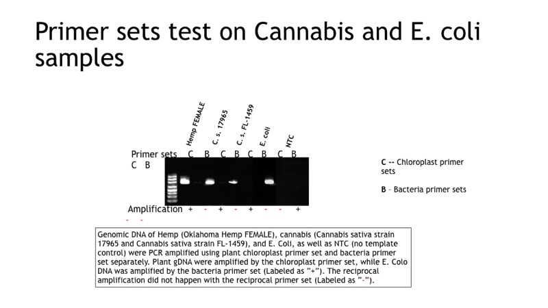 Figure 2: Primer sets test on Cannabis  and <i>E.coli </i>samples