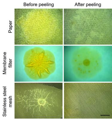 Biofilm images, before and after capillary peeling