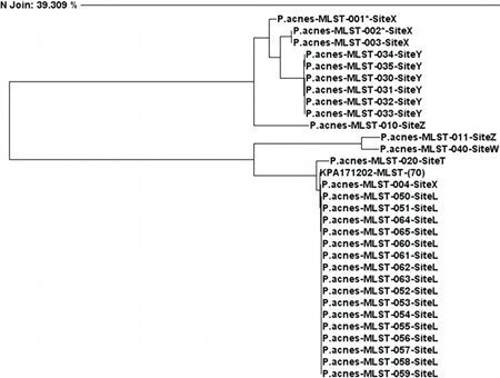 Phylogenetic tree for P. acnes based on MLST combined gene targets