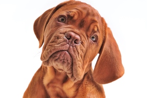 Aseptic filling PUPSIT: What is it? Should I? Must I? How do I? Where do I?