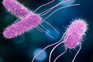 bioMérieux launches assay for simultaneous Salmonella and Listeria detection