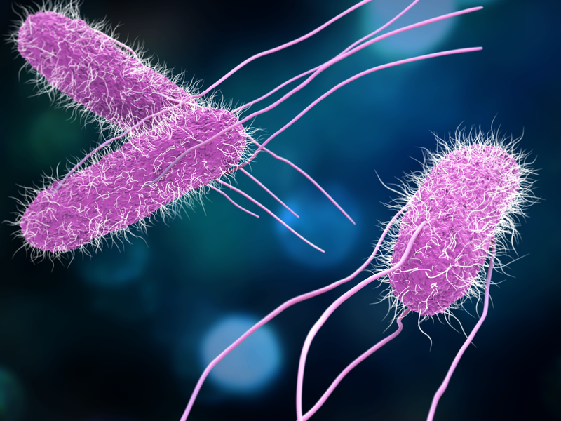 bioMérieux launches assay for simultaneous Salmonella and Listeria detection