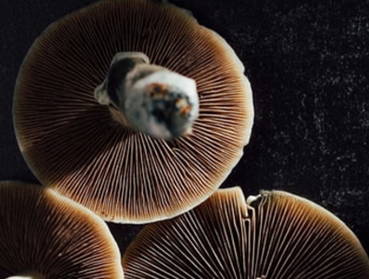 British Standards Institute certifies psychedelics facility