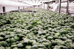 Cambridge HOK launches modular vertical farming facility concept