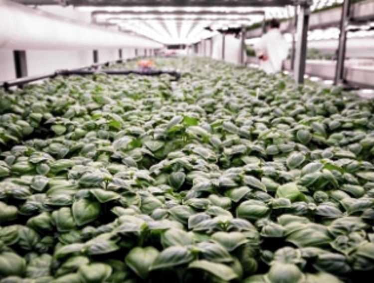 Cambridge HOK launches modular vertical farming facility concept