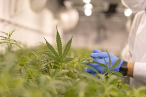 Canadian cannabis firm overhauls EU hydroponics and extraction site