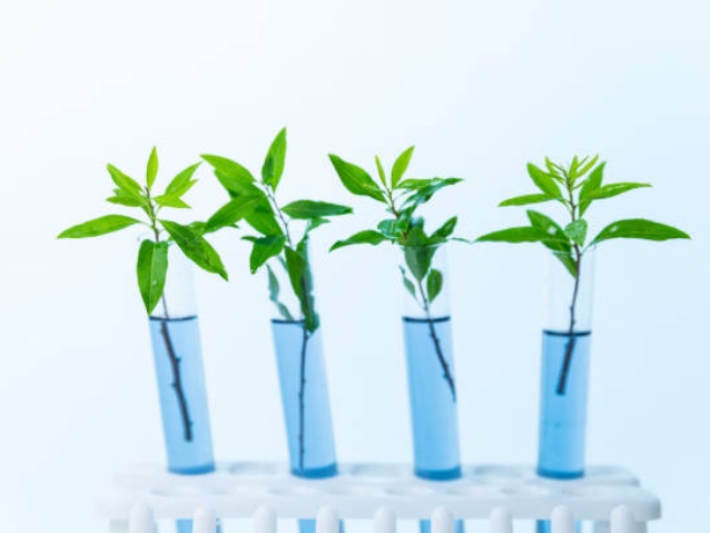 Cannabis extraction and processing lab to enter operation in Canada