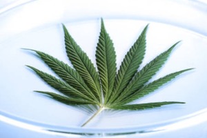 Cannabis testing lab adopts DNA-based microbial detection technique 