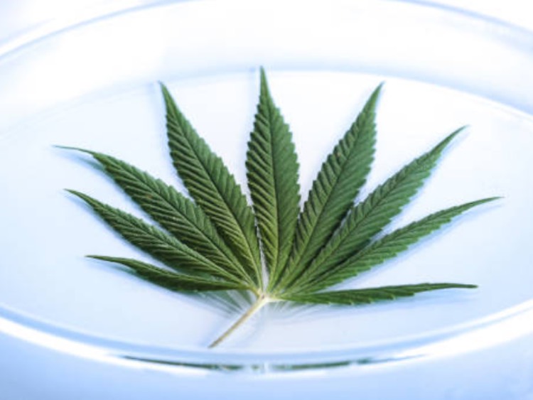 Cannabis testing lab adopts DNA-based microbial detection technique 