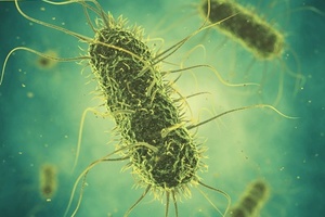 CERTUS to develop rapid environmental Salmonella assay for food producers