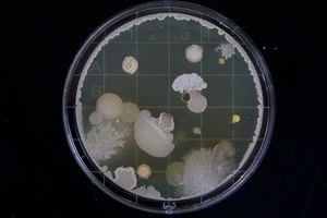 Charles River Laboratories launches next-gen bacterial and fungal sequencing services