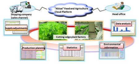 Cleanroom knowhow used to grow low-potassium vegetables
