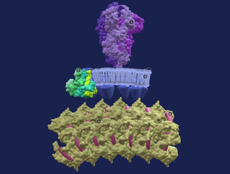 Collaboration unveils detailed 3D model of SARS-CoV-2