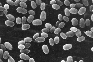 Excluding bacterial spores from aseptic compounding