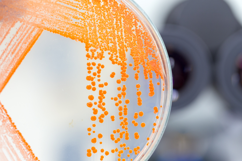 GMP Annex 1: Validation of disinfectants on cleanroom surfaces