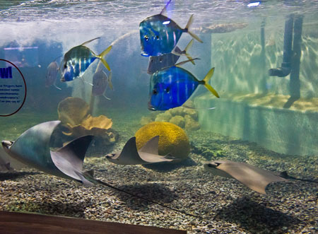 Hach Lange ensures water quality at Brighton Sea Life Centre