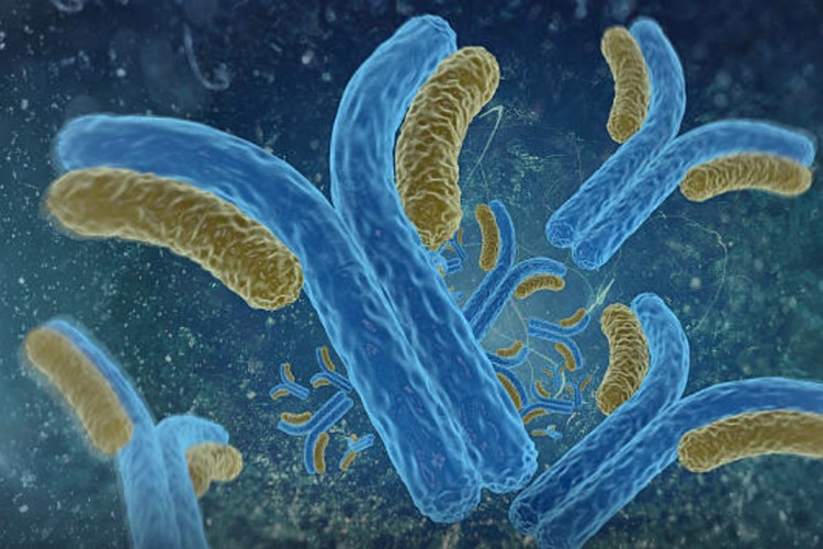 HiMedia develops CHO cell culture for mAb production