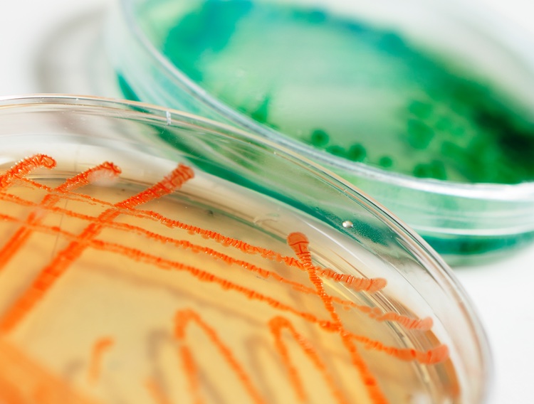 Identification methods for bacterial isolates