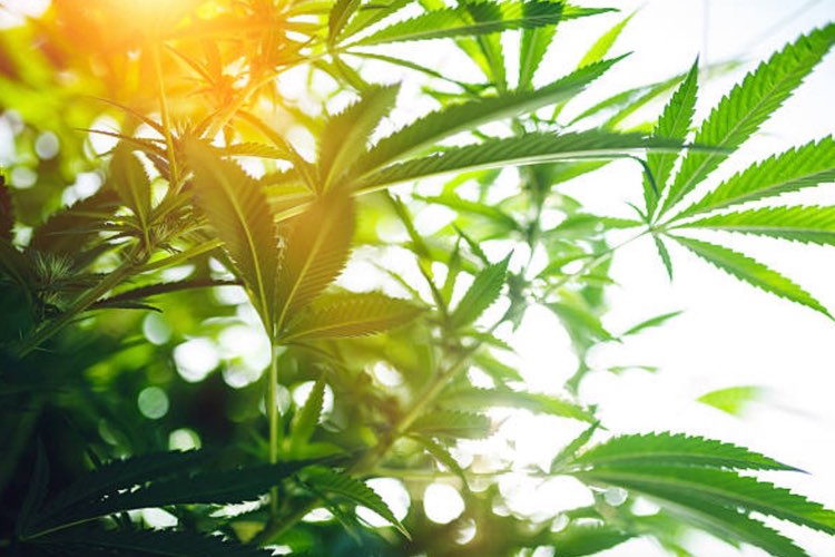 New CBD line from Layn inspires $60m manufacturing facility