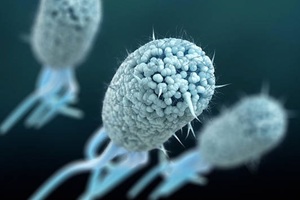 New rapid tests for E.coli detection hit the market