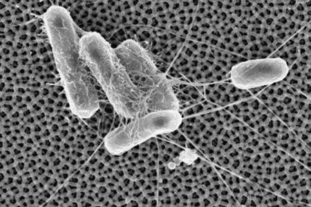 New technology stops bacteria sticking to surfaces