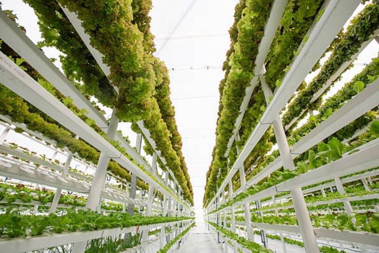 Ocado invests in controlled environment farming