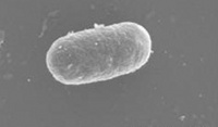 Orbio and Activeion kill bacteria without using chemicals