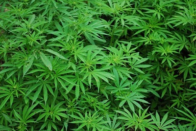 PathogenDx launches disruptive environmental screening technology for growers of legalised cannabis 
