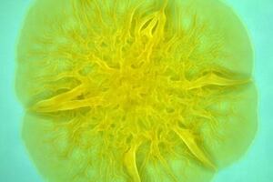Princeton researchers discover new biofilm removal technique