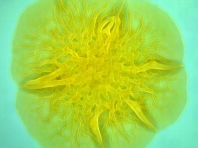 Princeton researchers discover new biofilm removal technique