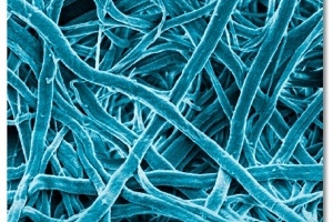 Puridify and GSK extend evaluation of FibroSelect purification technology