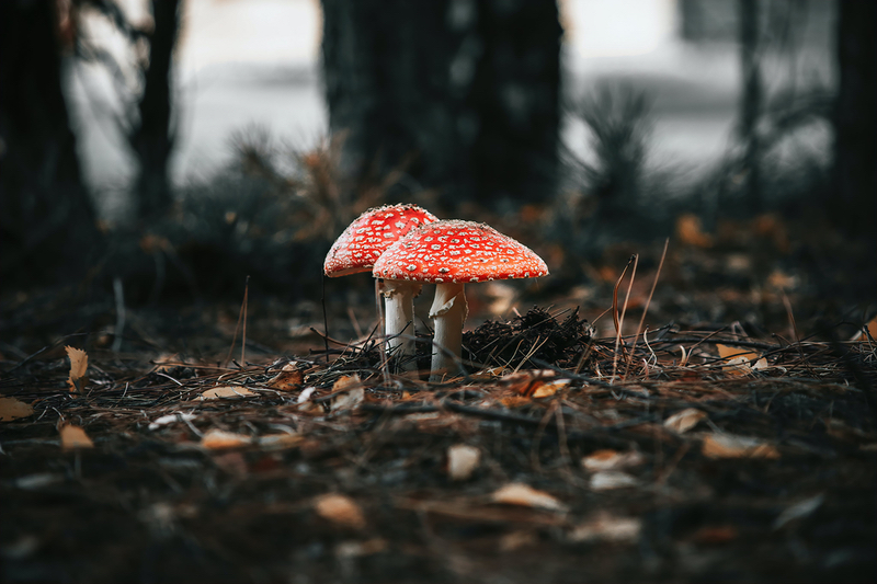 Reducing the fungal footwear risk: Evaluating polymeric antimicrobial flooring for cleanroom entry