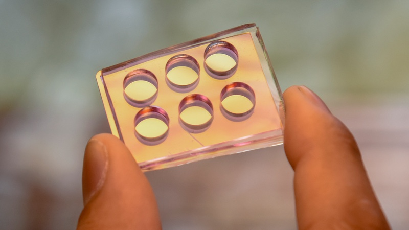 Researchers create tool for studying biofilm formation