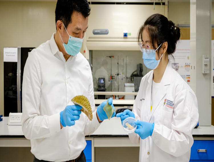 Singapore scientists develop antibacterial bandage from durian husk