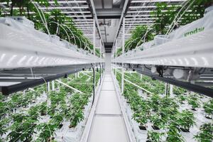 SKAN completes cannabis containment order