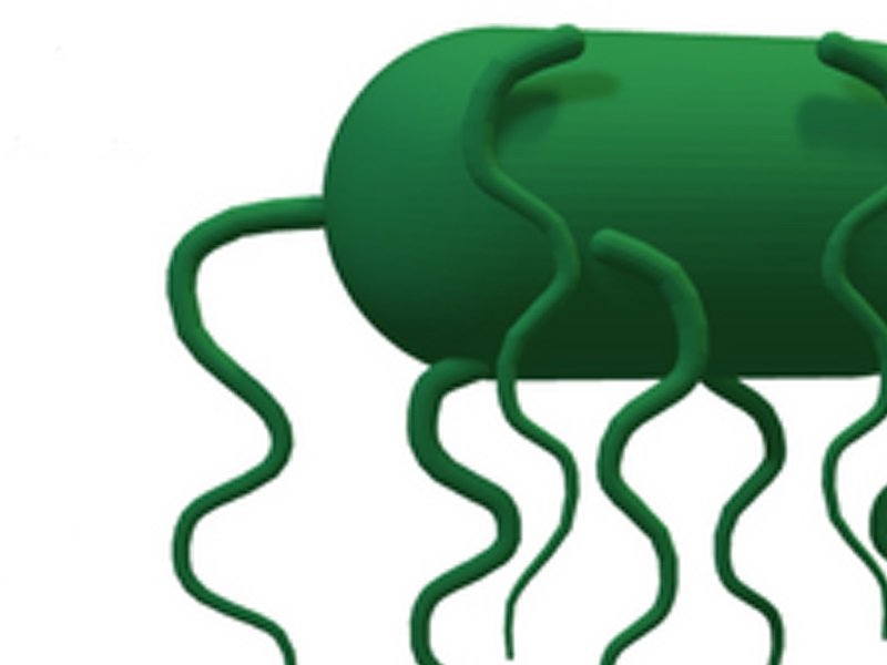 Surface chemistry affects biofilm formation in new study on E. coli