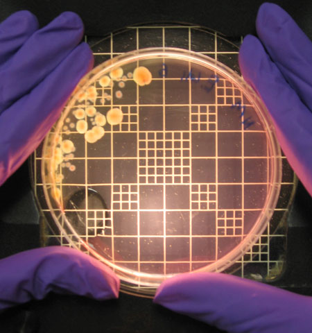The pre-sterilisation paradox
