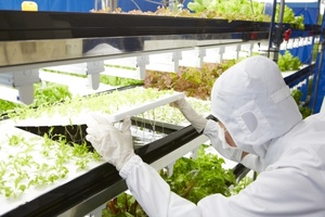 Toshiba starts vegetable production at its Clean Room Farm in Yokosuka