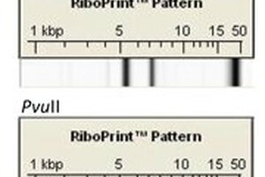 Trending and strain-typing microbes