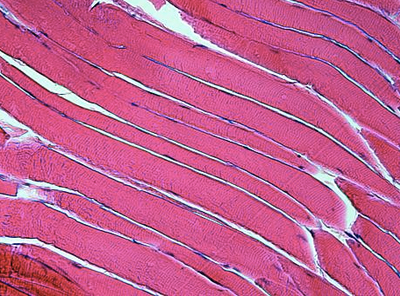 University of Virginia and partners look at manufacturing human tissue