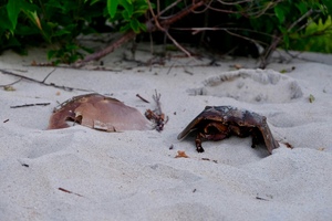 UPDATE: US Pharmacopeia makes comments public on endotoxin testing overhaul